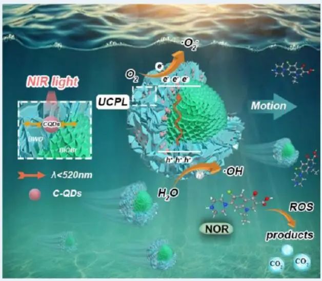 ?哈工大袁遠(yuǎn)ACS Catalysis：CQD修飾BiOBr/Bi2WO6光催化微電機(jī)用于環(huán)境修復(fù)及DFT計(jì)算