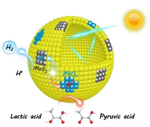 Angew：CdS/MoO2/MoS2催化劑光催化制氫和丙酮酸合成