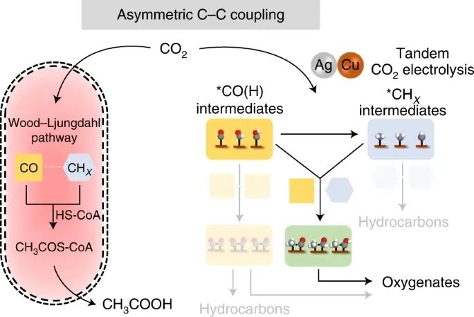 楊培東，最新Nature Catalysis！