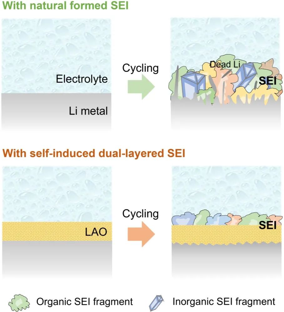 陳人杰/錢驥AM：具有高韌性和高離子電導(dǎo)率的自誘導(dǎo)雙層SEI