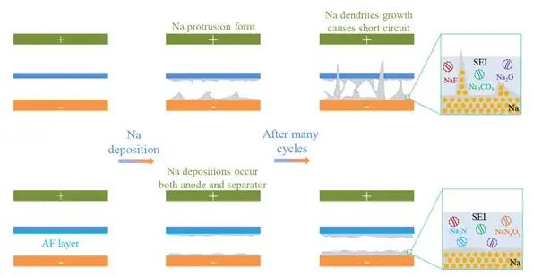 彭秋明/鄒國棟AM：親鈉淀粉樣纖維改性隔膜，實現(xiàn)無枝晶鈉金屬電池！