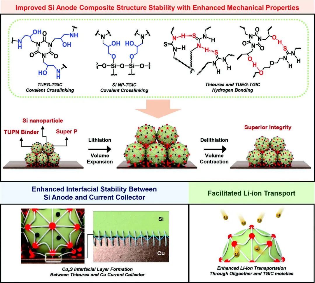 ?Adv. Sci.：一種用于高性能硅負(fù)極的多功能原位共價(jià)氫鍵互鎖粘結(jié)劑