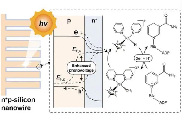 楊培東院士團(tuán)隊(duì)，最新JACS！