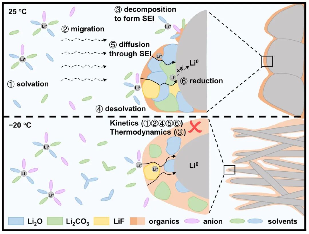 物理所Nature子刊：揭示鋰金屬電池中溫度依賴性的SEI形成和Li+傳輸