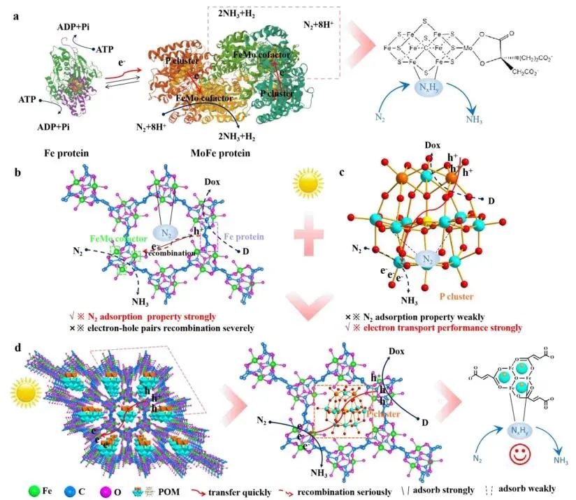 謝毅/肖翀/張群ACS Catalysis：多金屬氧化物調(diào)節(jié)MOFs載體動(dòng)力學(xué)促進(jìn)光催化固氮