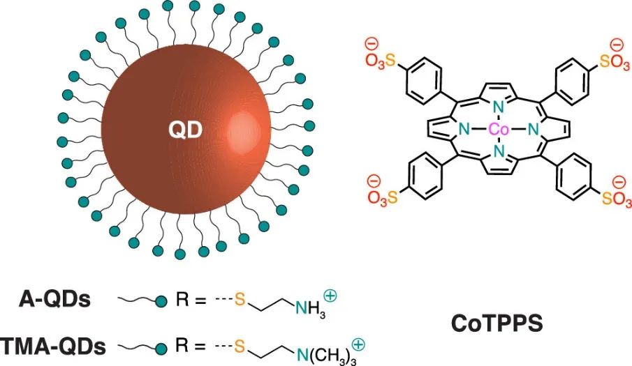 JACS：TON>80000！光敏感QD在水中光還原CO2