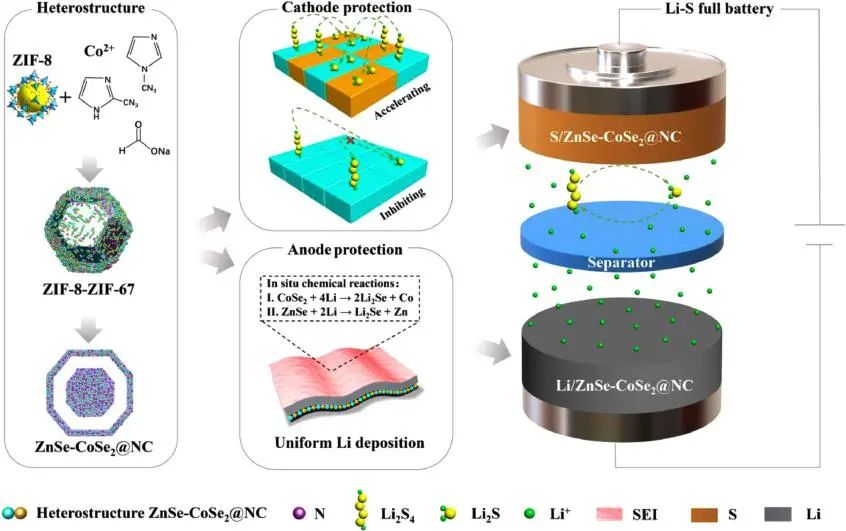 鄭大/悉尼科技大學(xué)EnSM: 用于高性能鋰硫全電池正負(fù)極保護(hù)的二合一主體