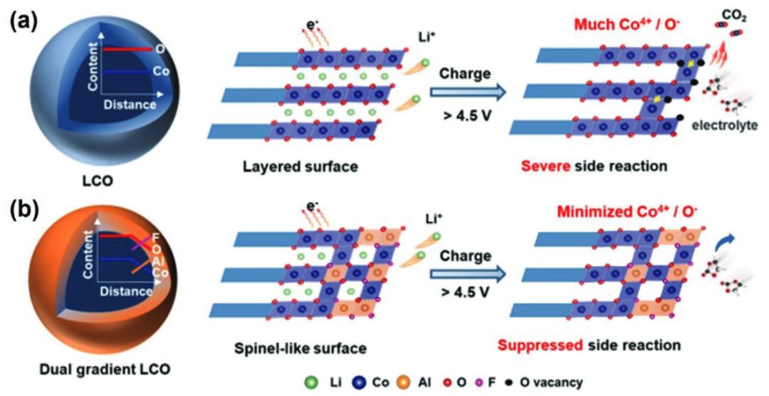 潘鋒/張明建AEM：陰陽離子雙梯度，實現(xiàn)高壓鈷酸鋰表面穩(wěn)定！