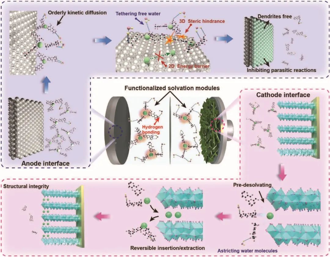 中南/湘大AFM：同時穩(wěn)定正負(fù)極界面的氫鍵功能化溶劑化單元