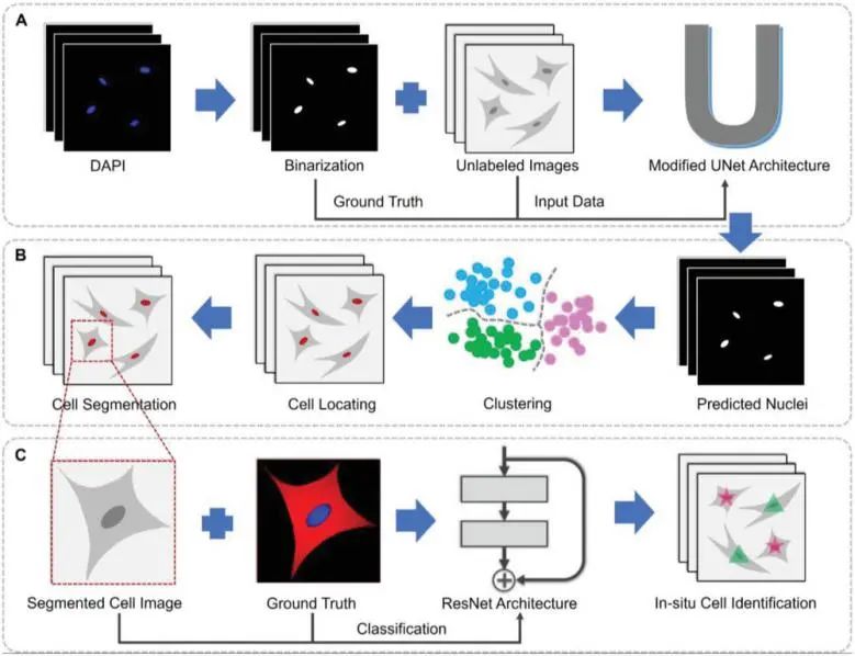 吉大&浙大Small Methods: 組合機(jī)器學(xué)習(xí)模型用于細(xì)胞的無(wú)標(biāo)記和原位識(shí)別