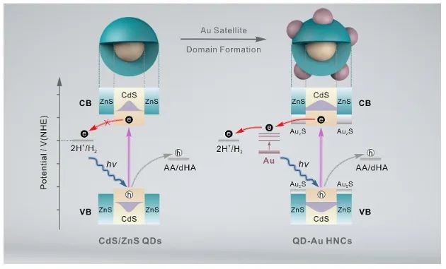 陳歐課題組JACS：Au晶疇修飾CdS/ZnS核/殼量子點(diǎn)，顯著增強(qiáng)光催化析氫活性