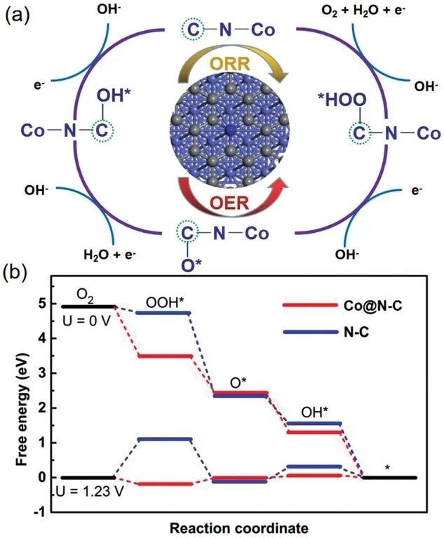 天大Adv. Sci.：封裝Co NPs的互連N-摻雜中空碳納米纖維增強Zn-空氣電池中的氧電催化