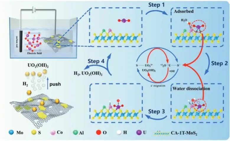 吳曉宏/秦偉/康紅軍Small：一石二鳥！雙功能Co/Al改性1T-MoS2/rGO用于海水析氫耦合鈾提取