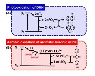 李希友/劉和元/陳文淼A(chǔ)CS Catalysis：單線態(tài)裂分產(chǎn)生單線態(tài)氧和超氧自由基，顯著促進光氧化反應(yīng)