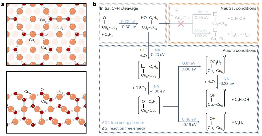 【計算+實驗】重磅Nature Catalysis，破解催化領域的Dream Reaction！