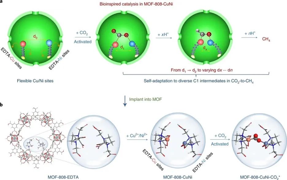 Nature Catalysis：首次報(bào)道！MOF基自適應(yīng)DMSPs光催化CO2為CH4