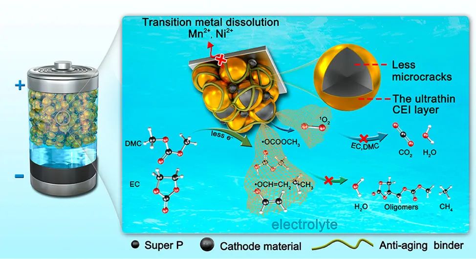 崔光磊/董杉木/張煥瑞JACS：仿生抗衰老粘結(jié)劑添加劑應(yīng)對(duì)電解液化學(xué)降解挑戰(zhàn)