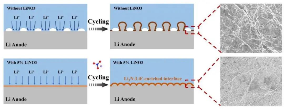 浙大韓偉強(qiáng)/韓高榮EnSM：硝酸鋰誘導(dǎo)的穩(wěn)定全固態(tài)鋰金屬電池的富Li3N-LiF界面