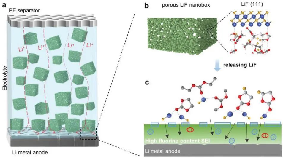 上交/清華/浙工大/中科大聯(lián)發(fā)AM: 電解液中的氟化鋰用于穩(wěn)定和安全的鋰金屬電池