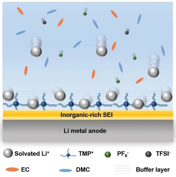 馬建民教授AFM：動態(tài)離子篩作為鋰金屬電池中調(diào)節(jié)Li+流的緩沖層