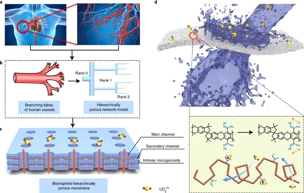 理化所聞利平Nature子刊：提高20倍，創(chuàng)紀錄提取率！仿生分層多孔膜助力從海水中提取鈾