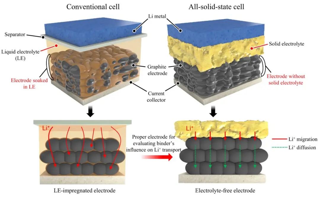 三單位聯(lián)合EnSM：采用Li+導(dǎo)電粘結(jié)劑的無電解質(zhì)石墨電極實現(xiàn)高性能全固態(tài)電池