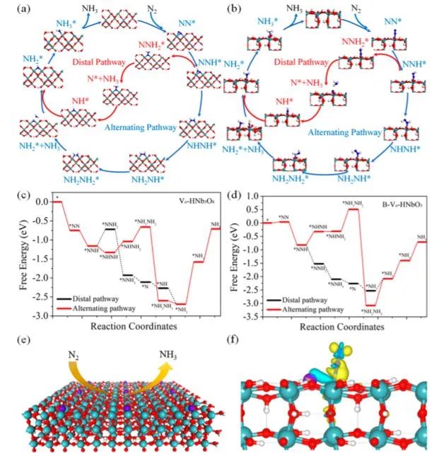 大工侯軍剛ACS Nano: 二維缺陷硼摻雜鈮酸納米片用于穩(wěn)健的氮光固定