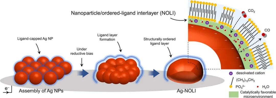 楊培東JACS：納米顆粒組裝誘導(dǎo)配體相互作用增強(qiáng)電催化CO2轉(zhuǎn)化
