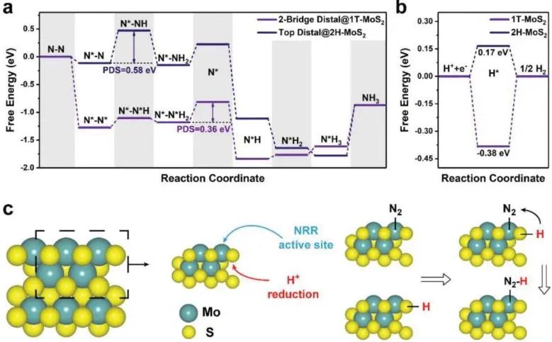 中南劉芳洋、王德志、吳壯志Adv. Sci.：角度新奇，活性位點(diǎn)分離策略闡明1T-MoS2上NRR機(jī)制