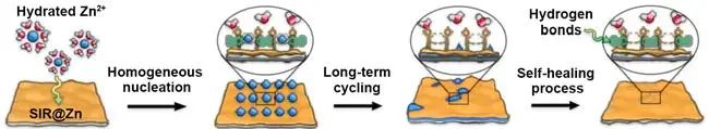 同濟黃云輝/伽龍Angew：自修復(fù)和脫溶劑化屏蔽層實現(xiàn)高容量長壽命鋅負極