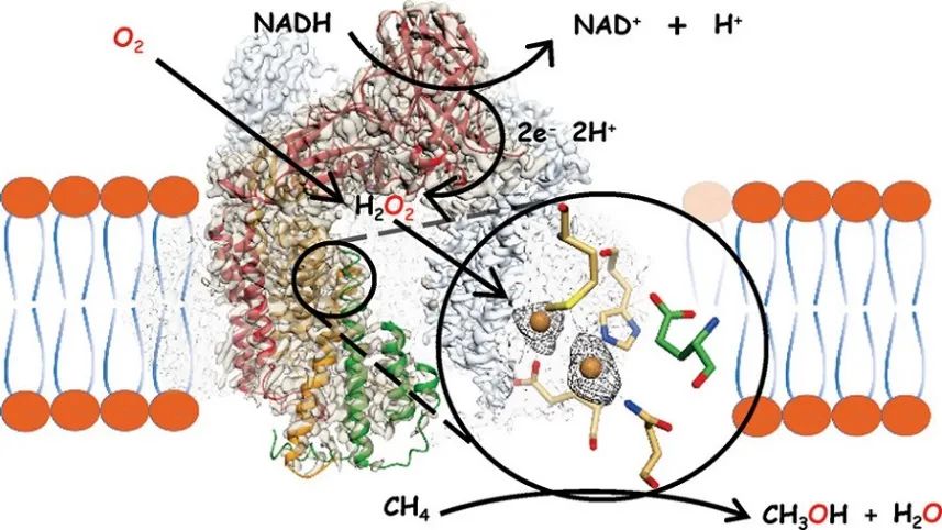 JACS：微粒甲烷單氧酶低溫電鏡結(jié)構(gòu)中的銅中心揭示了甲烷氧化的催化機制