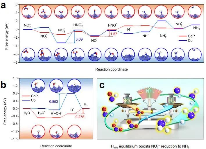 北化工?邵明飛Nature子刊：Hads動態(tài)平衡不可忽視！促進CoP-CNS高效電化學硝酸還原制氨