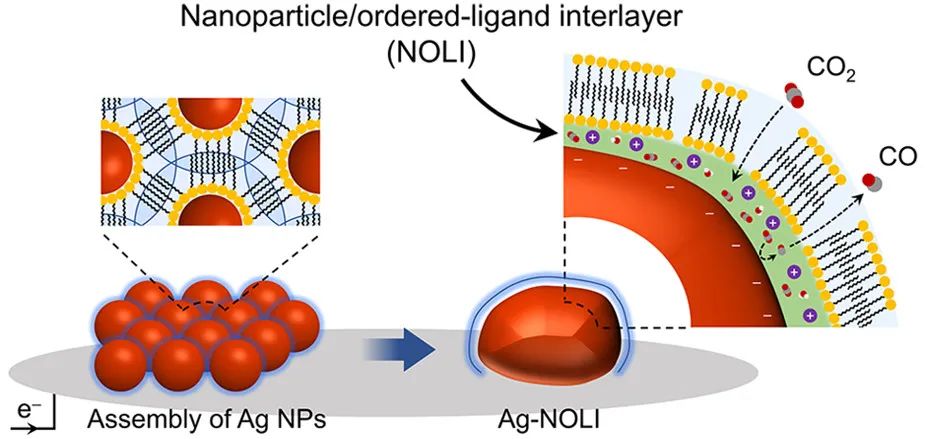 楊培東JACS：納米顆粒組裝誘導(dǎo)配體相互作用增強(qiáng)電催化CO2轉(zhuǎn)化