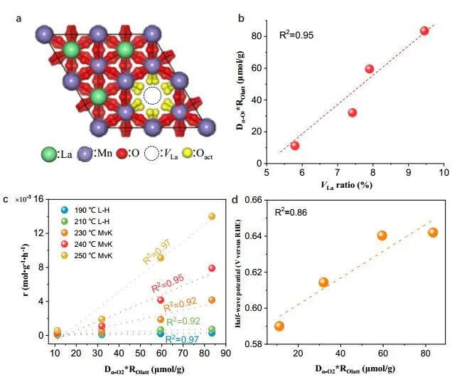 Angew.：LaMnO3.15鈣鈦礦中A-位點(diǎn)空位的原位調(diào)制助力表面晶格氧活化和促進(jìn)ORR