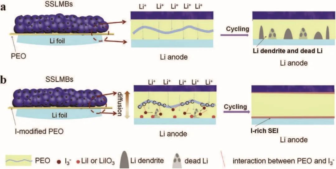 浙工大陶新永/劉鐵峰AFM：碘摻雜PEO電解質(zhì)實(shí)現(xiàn)無枝晶鋰金屬電池