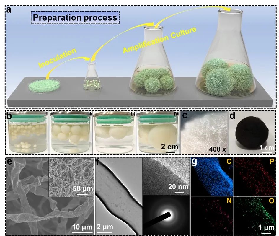 浙大周建倉/夏新輝/張玲潔AM：首次實現(xiàn)！生物自組裝多功能碳纖維用于鋰硫電池！
