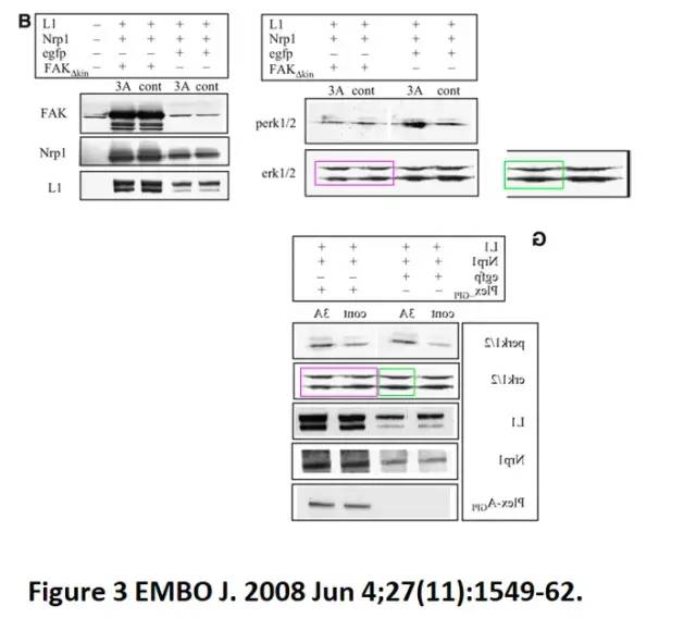 斯坦福校長也玩「圖片誤用」？Nature、Science多文涉嫌PS，校方正式展開調(diào)查