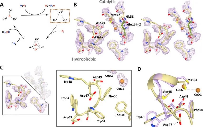 JACS：微粒甲烷單氧酶低溫電鏡結(jié)構(gòu)中的銅中心揭示了甲烷氧化的催化機制