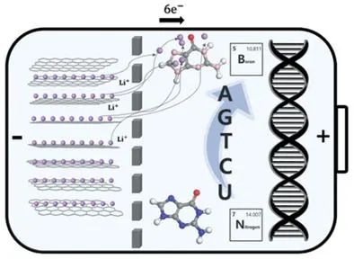 韓國(guó)建國(guó)大學(xué)AFM: 揭示仿生有機(jī)正極材料的三階段放電行為