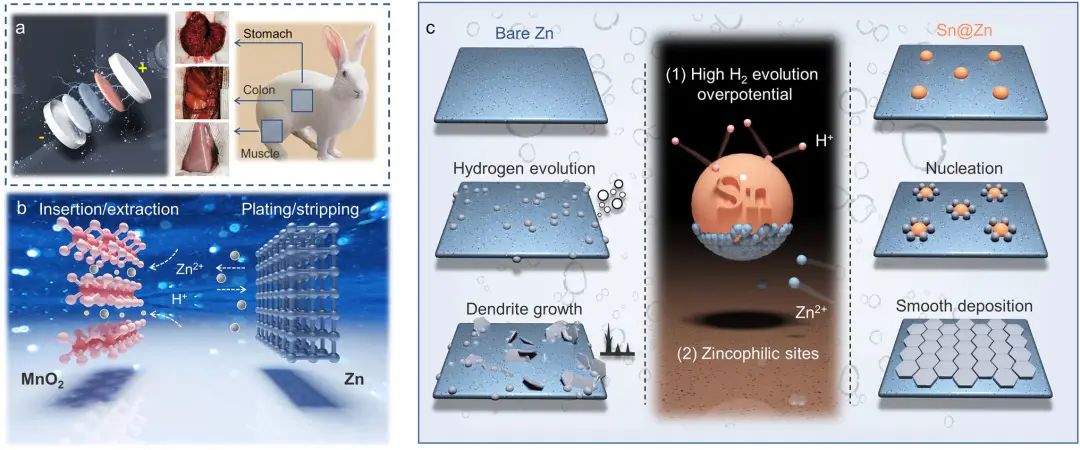 ?中南大學(xué)/湘雅醫(yī)院NML：高生物安全性鋅離子電池