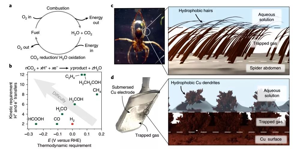 Nature Materials：來自大自然的啟示，構建高效CO2RR界面