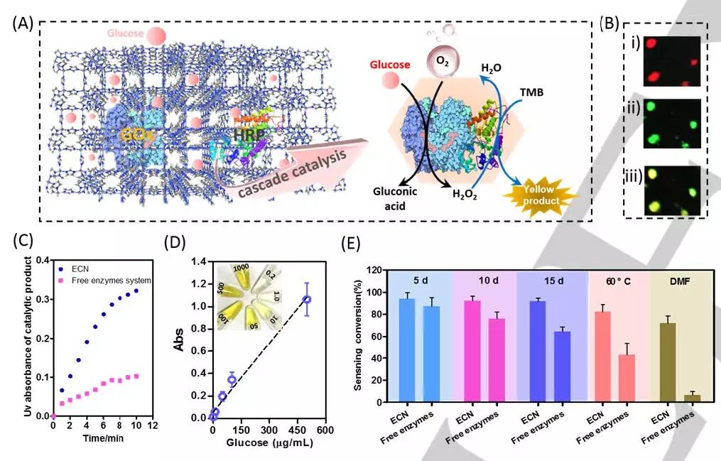 中山大學Angew. 玩轉MOFs，快速高效封裝酶和蛋白質