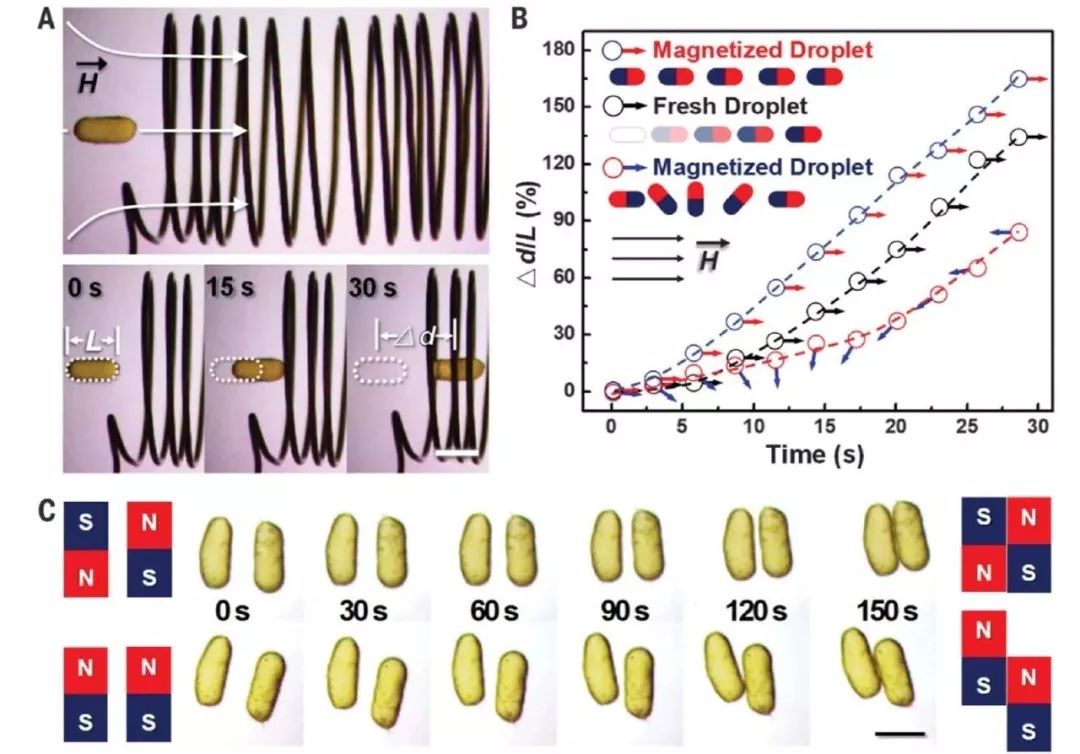 北京化工大學Science：可以反復“蹂躪”！基于可逆順磁-鐵磁轉(zhuǎn)變的鐵磁流體液滴