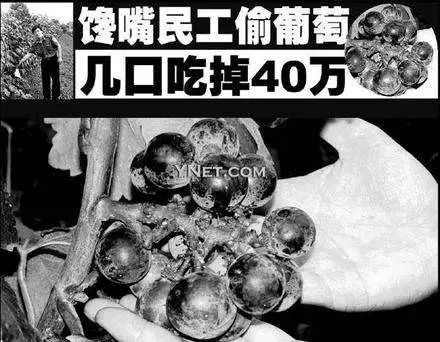 好慘一學(xué)生，畢設(shè)用的魚被野貓偷吃了…丨奇葩延畢理由盤點(diǎn)