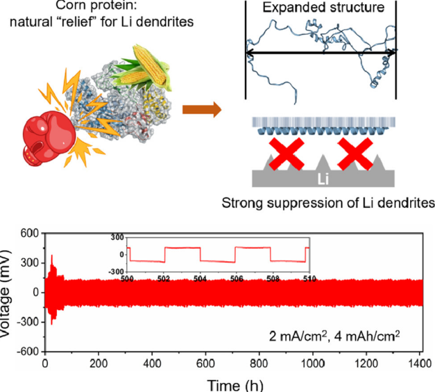 EnSM：為長壽命鋰金屬負(fù)極定制蛋白質(zhì)結(jié)構(gòu)