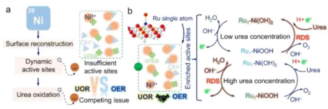 何冠杰/麥立強(qiáng)EES：Ru1-Ni(OH)2助力實際條件下尿素氧化反應(yīng)！