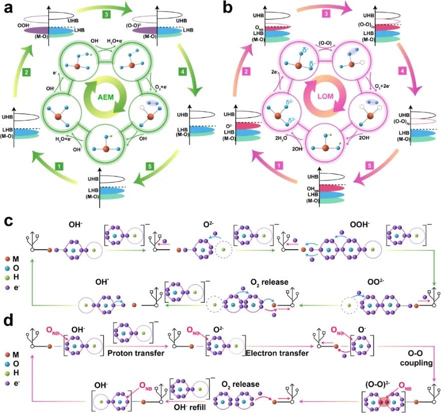 Advanced Materials：氧作為活性中心在電解水產(chǎn)氧中的催化機(jī)理