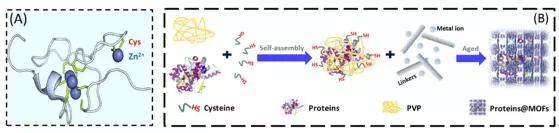 中山大學Angew. 玩轉MOFs，快速高效封裝酶和蛋白質