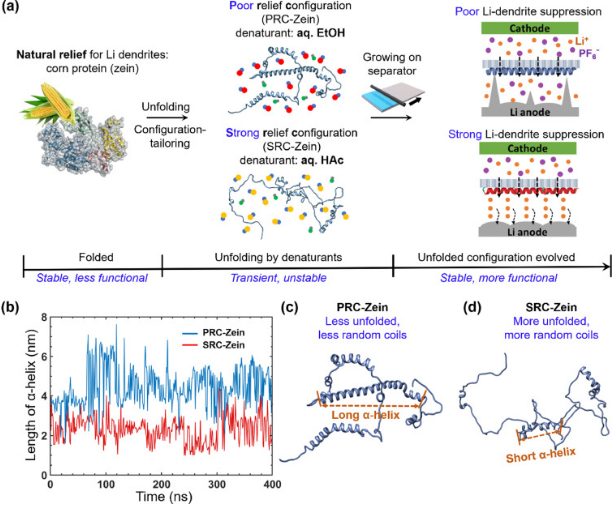 EnSM：為長壽命鋰金屬負(fù)極定制蛋白質(zhì)結(jié)構(gòu)