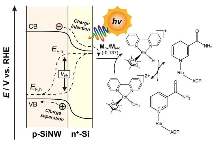 楊培東院士團隊，最新JACS！